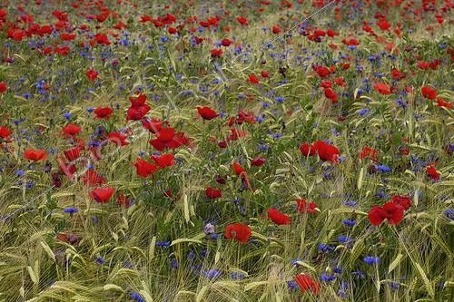 Biosphoto | 1716207 | Poppies and Cornflowers in a field of wheat bio Provence | &copy; Michel Gunther / Biosphoto