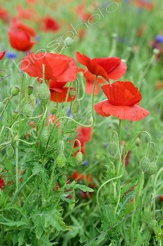 Biosphoto | 587723 | Poppies 'Angel Wings' in bloom in a garden | &copy; Frédéric Didillon / Biosphoto