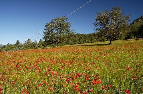 Biosphoto | 77766 | Poppies in a cereal field | &copy; Jean-Claude Malausa / Biosphoto