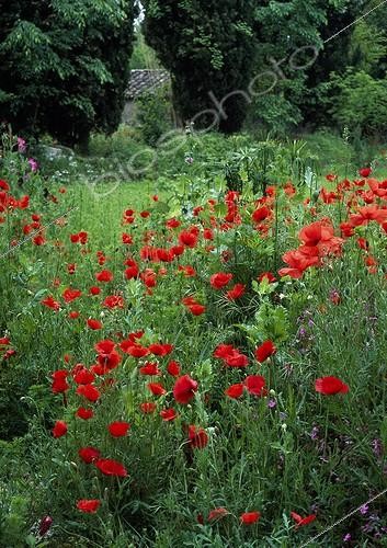 Biosphoto | 987540 | Poppies in a meadow  | &copy; Gilles Le Scanff & Joëlle-Caroline Mayer / Biosphoto