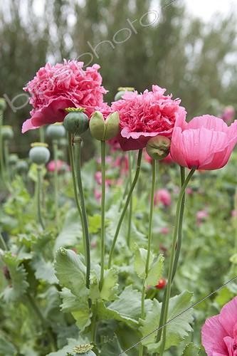 Biosphoto | 1201210 | Poppies in Allotments Aygalades in Marseille France | &copy; Philippe Giraud / Biosphoto
