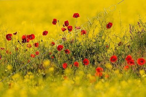 Biosphoto | 1184565 | Poppies in rape field Dobruja Romania | &copy; Berndt Fischer / Biosphoto
