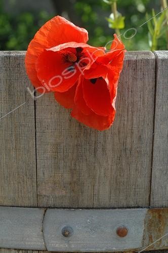 Biosphoto | 1467593 | Poppies on a barrel in a garden | &copy; Catherine Fruhinsholz / Biosphoto