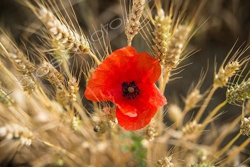 Biosphoto | 2065322 | Poppy and ears of ripe wheat, France | &copy; Alexandre Sattler / Biosphoto