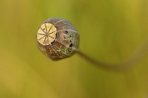 Biosphoto | 1252604 | Poppy capsule faded France  | &copy; Thierry Van Baelinghem / Biosphoto