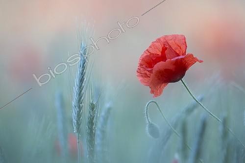 Biosphoto | 2048339 | Poppy flower in a field of barley - Alsace France | &copy; Eric Ferry / Biosphoto