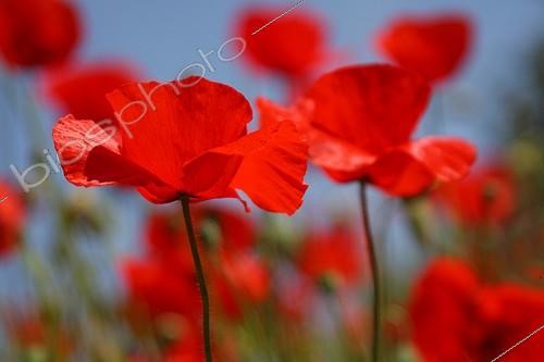 Biosphoto | 851271 | Poppy flower in a garden fallow Provence France  | &copy; Pascal Pittorino / Biosphoto