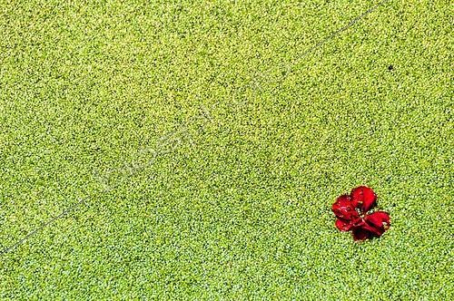 Biosphoto | 2012357 | Poppy flower on gibbous duckweed | &copy; Yann Avril / Biosphoto