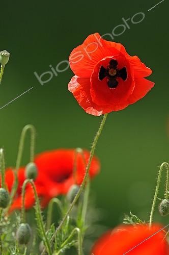 Biosphoto | 852071 | Poppy flowers France  | &copy; Dominique Delfino / Biosphoto