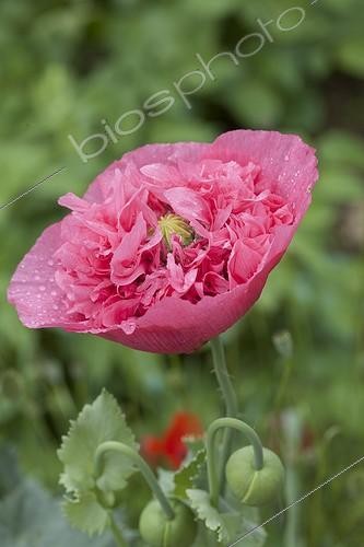 Biosphoto | 1201213 | Poppy in Allotments Aygalades in Marseille France | &copy; Philippe Giraud / Biosphoto