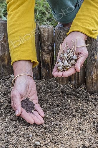 Biosphoto | 2434027 | Poppy seedling (Papaver rhoeas) in place in the fall. | &copy; Jean-Michel Groult / Biosphoto