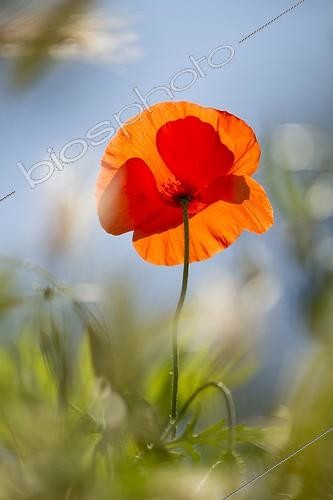 Biosphoto | 1935552 | Popy flower at spring - France | &copy; Benoît Personnaz / Biosphoto
