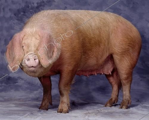 Biosphoto | 1963 | Porc blanc de l'Ouest Studio  | &copy; Jean-Michel Labat / Biosphoto