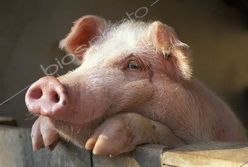 Biosphoto | 10780 | Porc debout contre une barrière dans une ferme | &copy; Michel Gunther / Biosphoto