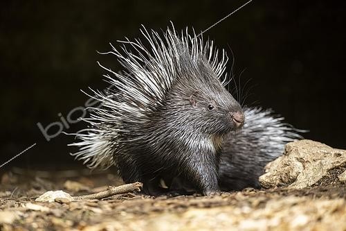 Biosphoto | 2598136 | Porc-épic à crête (Hystrix cristata), jeune, Allemagne, Europe | &copy; David & Micha Sheldon / imageBROKER / Biosphoto