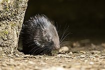 Biosphoto | 2598137 | Porc-épic à crête (Hystrix cristata), jeune, Allemagne, Europe | &copy; David & Micha Sheldon / imageBROKER / Biosphoto