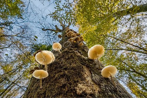 Biosphoto | 2617876 | Porcelain fungus (Oudemansiella mucida) mushrooms on wood in the forest, Queen's Forest, Lorraine, France. | &copy; Stéphane Vitzthum / Biosphoto