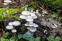 Biosphoto | 2546478 | Porcelain mushroom (Oudemansiella mucida) on a dead beech tree trunk in autumn in a mixed forest near Le Tholy in the Vosges, France | &copy; André Simon / Biosphoto