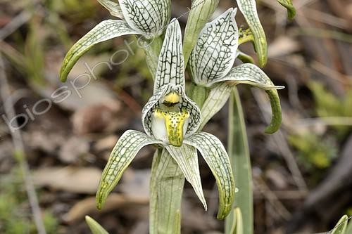 Biosphoto | 2151068 | Porcelain Orchid (Chloraea magellanica), Parque Nacional Villarrica, Sector of Puesco, IX Region of Araucania, Chile | &copy; Jean-Claude Malausa / Biosphoto