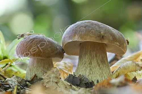 Biosphoto | 2393628 | Porcini (Boletus edulis), Doller valley, Haut-Rhin, Alsace, France | &copy; Bruno Mathieu / Biosphoto