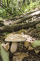 Biosphoto | 2609359 | Porcino or penny bun (Boletus sp.) growing in woodland environmet. Liguria , Italy | &copy; Tonči Maletic / Biosphoto