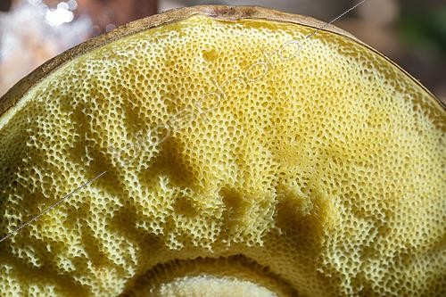 Biosphoto | 2595827 | Pores d'un Bolet des chênes verts (Leccinellum lepidum), Bouches-du-Rhône, France | &copy; Marie Aymerez / Biosphoto