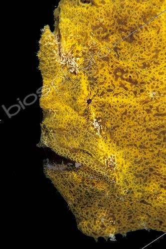 Biosphoto | 655617 | Portrait d'Antennaire peint Ile Mabul Malaisie | &copy; Jean Cassou / Biosphoto
