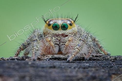 Biosphoto | 2392027 | Portrait d'Araignée sauteuse femelle (Hyllus semicupreus) | &copy; Husni Che Ngah / Biosphoto