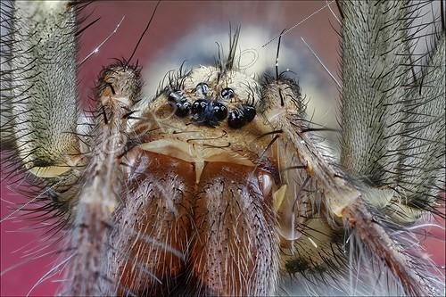 Biosphoto | 1987364 | Portrait common Spider - France | &copy; Axel Papon / Biosphoto