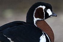 Biosphoto | 1250900 | Portrait de Bernache à cou roux WWT Slimbridge Reserve RU | &copy; Michel Gunther / Biosphoto