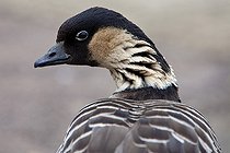 Biosphoto | 1250894 | Portrait de Bernache néné  WWT Slimbridge Reserve RU | &copy; Michel Gunther / Biosphoto