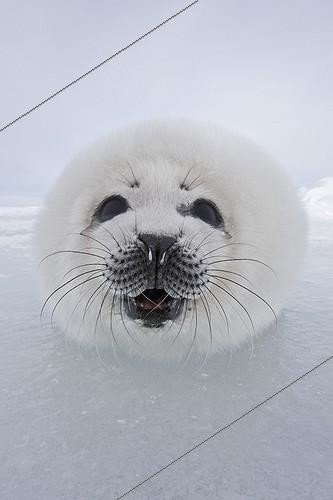 Biosphoto | 616023 | Portrait de Blanchon sur la Banquise Iles de la Madeleine | &copy; Sylvain Cordier / Biosphoto