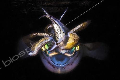 Biosphoto | 2124857 | Portrait de Calmar aux yeux verts (Sepioteuthis lessoniana) de nuit, Océan Indien, Mayotte | &copy; Gabriel Barathieu / Biosphoto