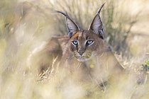 Biosphoto | 2609148 | Portrait de caracal (Caracal caracal), Castille-La Manche, Espagne | &copy; Marion Vollborn / imageBROKER / Biosphoto