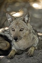 Biosphoto | 2043854 | Portrait de Chacal à flancs rayés femelle - Khwai Botswana | &copy; Pierre Vernay / Biosphoto