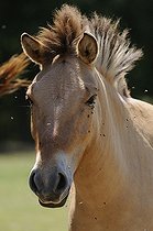 Biosphoto | 1249096 | Portrait de Cheval de Przewalski | &copy; Daniel Heuclin / Biosphoto