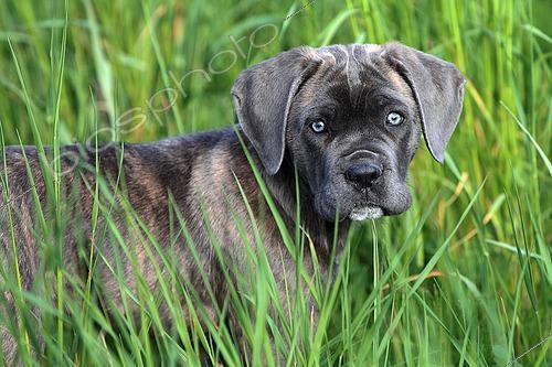Biosphoto | 2561066 | Portrait de chiot Cane Corso dans des hautes herbes | &copy; Eric Guilloret / Biosphoto