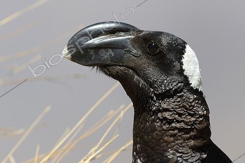 Biosphoto | 2303328 | Portrait de Corbeau corbiveau (Corvus crassirostris), Parc du Simien, Ethiopie | &copy; Stéphan Bonneau / Biosphoto