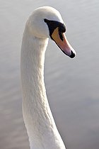 Biosphoto | 1250903 | Portrait de Cygne tuberculé WWT Slimbridge Reserve RU | &copy; Michel Gunther / Biosphoto