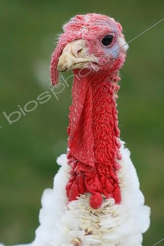 Biosphoto | 493780 | Portrait de Dindon domestique | &copy; Gilles Cornière / Biosphoto
