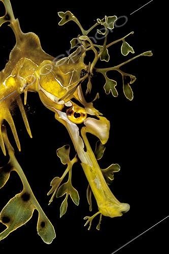 Biosphoto | 1623506 | Portrait de Dragon de mer feuillu Australie méridionale | &copy; Fabien Michenet / Biosphoto