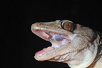 Biosphoto | 1249137 | Portrait de Gecko doré la gueule ouverte | &copy; Daniel Heuclin / Biosphoto
