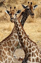 Biosphoto | 1478316 | Portrait de Girafes d'Angola PN d'Etosha Namibie | &copy; Gilles Petetin / Biosphoto