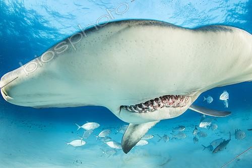 Biosphoto | 2118730 | Portrait de Grand requin-marteau (Sphyrna mokarran) nageant sur un fond sablonneux, South Bimini, Bahamas. Sanctuaire national des requins des Bahamas, Océan Atlantique Ouest. | &copy; Franco Banfi / Biosphoto