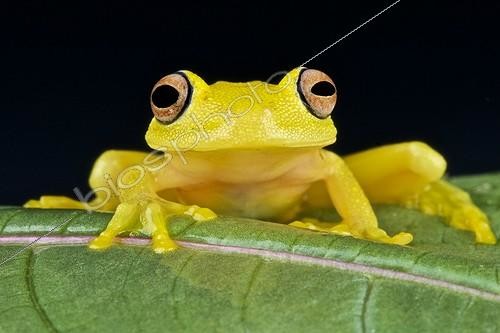 Biosphoto | 2070145 | Portrait de Grenouille de verre (Cochranella sp) sur une feuille | &copy; Matthijs Kuijpers / Biosphoto