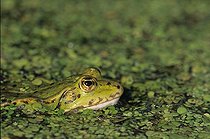 Biosphoto | 52434 | Portrait de Grenouille verte dans les lentilles d'eau France | &copy; Frédéric Fève / Biosphoto