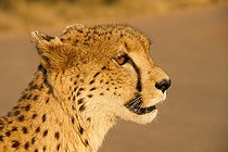 Biosphoto | 2033596 | Portrait de Guépard au crépuscule - Kruger Afrique du Sud | &copy; Jean-Jacques Alcalay / Biosphoto