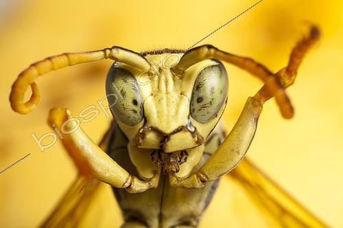 Biosphoto | 2071828 | Portrait de Guêpe poliste (Polistes biglumis) mâle en position défensive, France | &copy; Olivier Miniato / Biosphoto