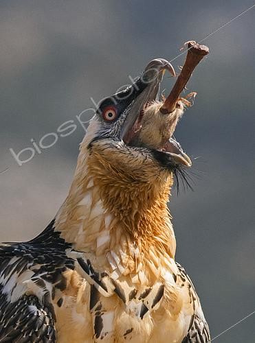 Biosphoto | 2072188 | Portrait de Gypaète barbu (Gypaetus barbatus) avalant un os long, Pyrénées, Espagne | &copy; David Tipling / Biosphoto