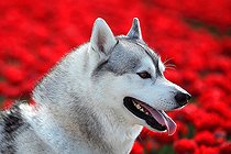 Biosphoto | 2561063 | Portrait de Husky de Sibérie devant un champ de tulipes | &copy; Eric Guilloret / Biosphoto